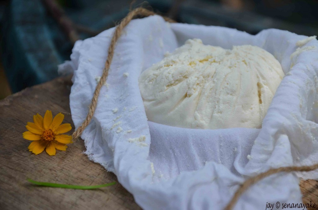 Homemade ricotta cheese